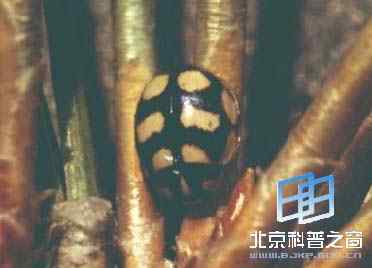 梯斑巧瓢虫