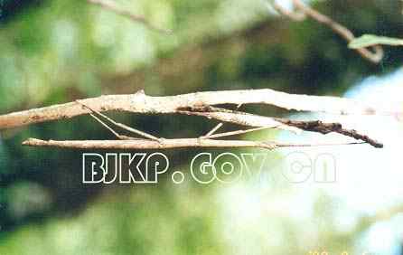 昆虫新目 昆虫界的“四不象”