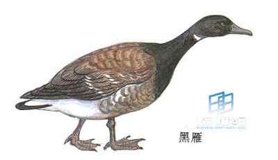 黑雁