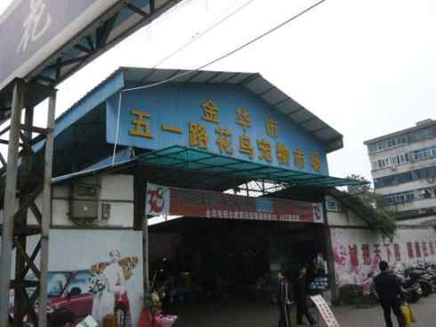 一个自由5块钱 白腰文鸟