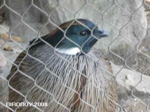 杭州动物园的鸟们 勺鸡夫妇