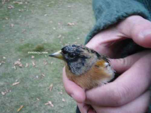 一个自由5块钱 白腰文鸟