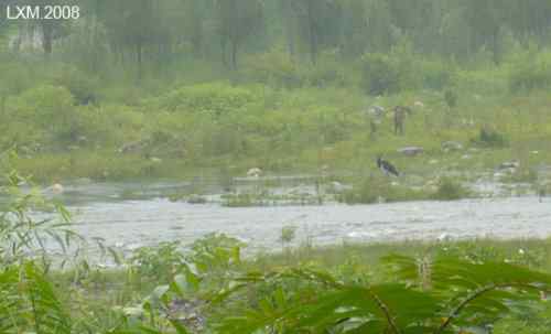 黑鹳的十渡 黑鹳的十渡