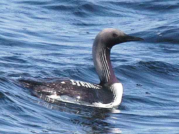 太平洋潜鸟介绍
