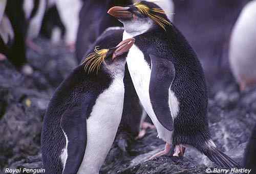 白颊黄眉企鹅介绍