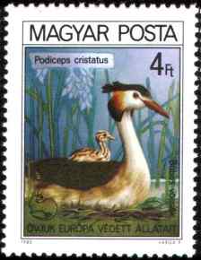 匈牙利凤头鸊鷉邮票
