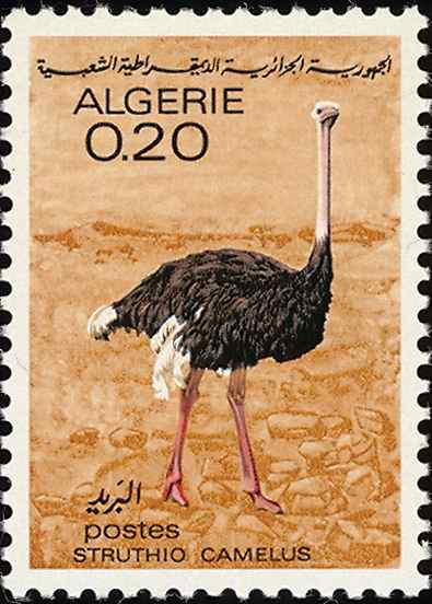 阿尔及利亚鸵鸟邮票