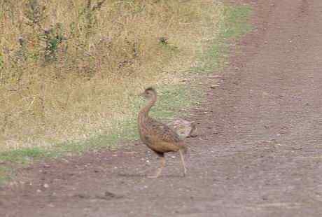 斑拟䳍鸟(图)欣赏