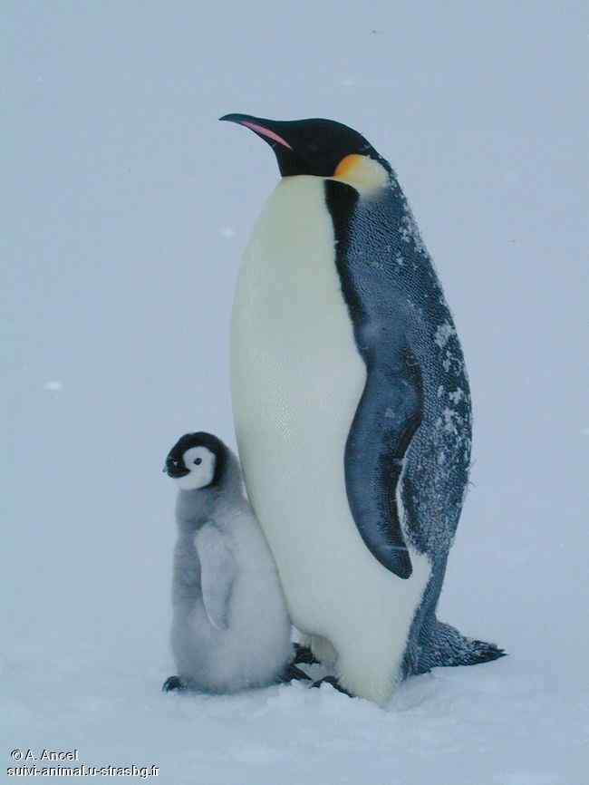 帝企鹅(图)欣赏