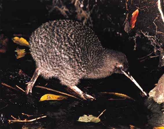 小斑几维鸟(图)欣赏