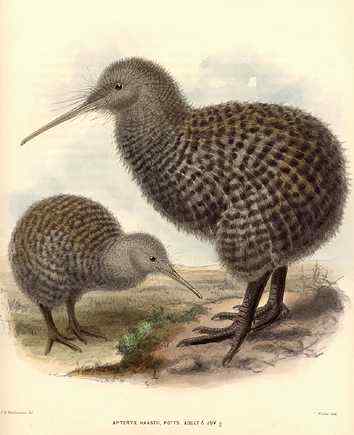 大斑几维鸟(图)欣赏