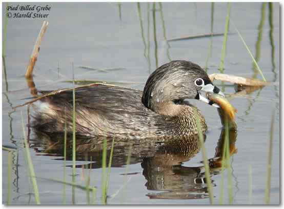 斑嘴巨鸊鷉介绍