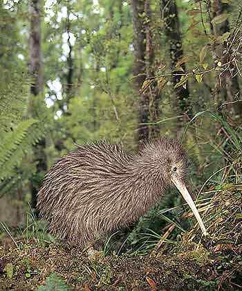 大斑几维鸟(图)欣赏