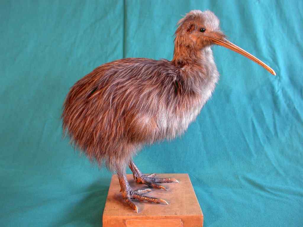 褐几维鸟(图) 褐几维鸟(图)