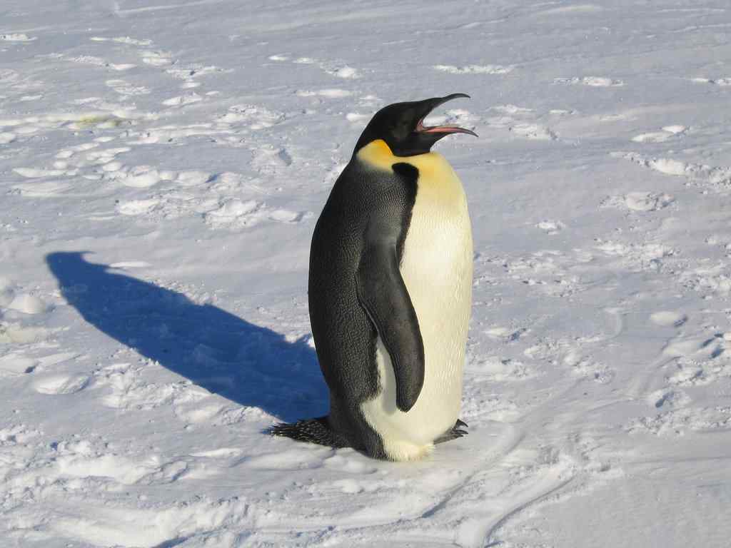 帝企鹅简介