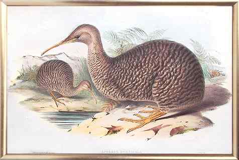 小斑几维鸟(图)欣赏