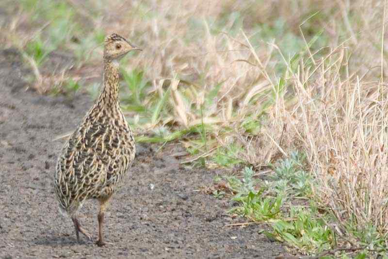 斑拟䳍鸟(图)欣赏