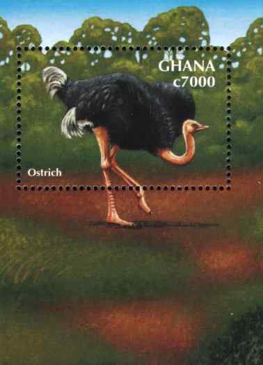 加纳鸵鸟邮票