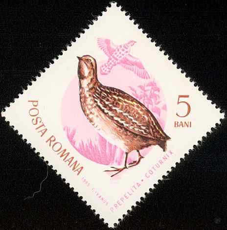 罗马尼亚普通鹌鹑邮票