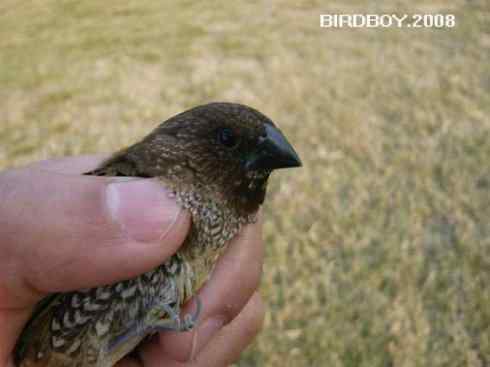 一个自由5块钱 白腰文鸟