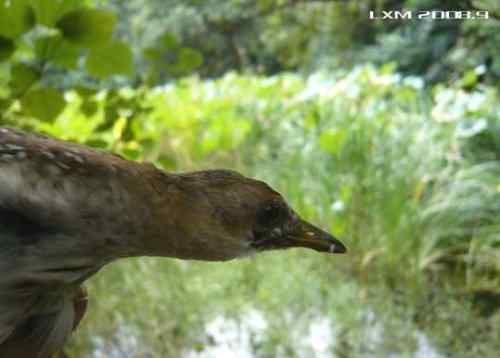 小田鸡·北京大学·自由