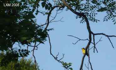 上帝热爱小鸟,由此创造了大树......