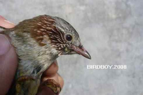 一个自由5块钱 白腰文鸟