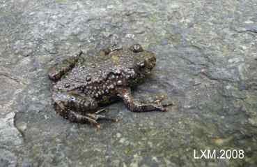 上帝热爱小鸟,由此创造了大树......