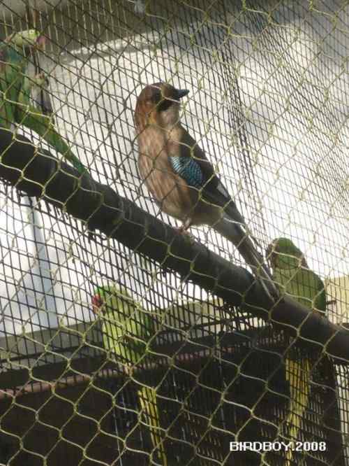 杭州动物园的鸟们 勺鸡夫妇