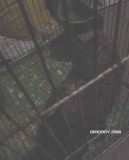 一个自由5块钱 白腰文鸟