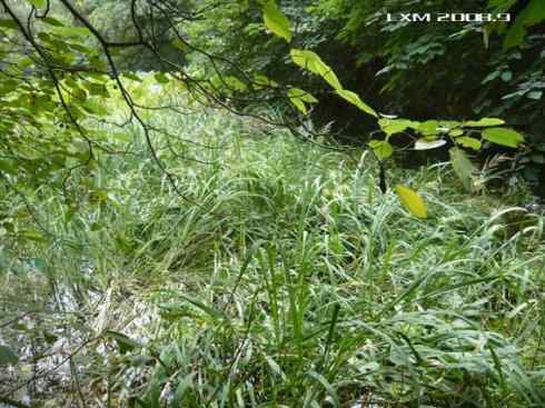 小田鸡·北京大学·自由