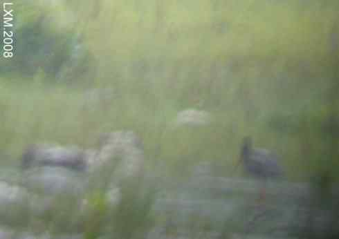 黑鹳的十渡 黑鹳的十渡