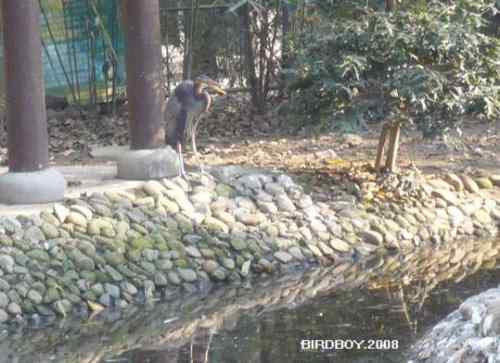 杭州动物园的鸟们 勺鸡夫妇