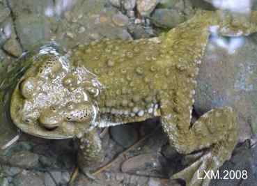 上帝热爱小鸟,由此创造了大树......