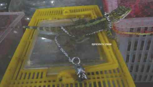 一个自由5块钱 白腰文鸟