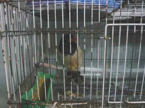 一个自由5块钱 白腰文鸟