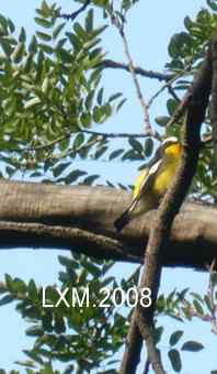 上帝热爱小鸟,由此创造了大树......