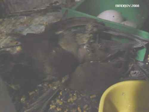 一个自由5块钱 白腰文鸟