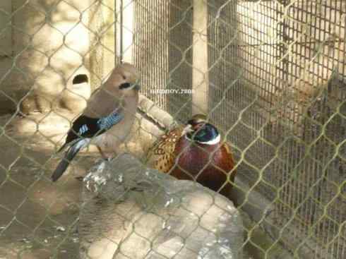 杭州动物园的鸟们 勺鸡夫妇