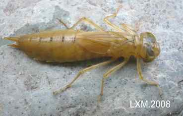 上帝热爱小鸟,由此创造了大树......