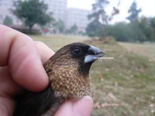 一个自由5块钱 白腰文鸟