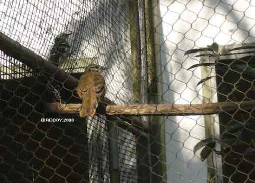 杭州动物园的鸟们 勺鸡夫妇