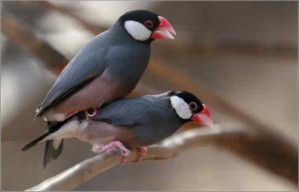 相思鸟之小两口