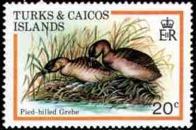 英国斑嘴巨鸊鷉邮票