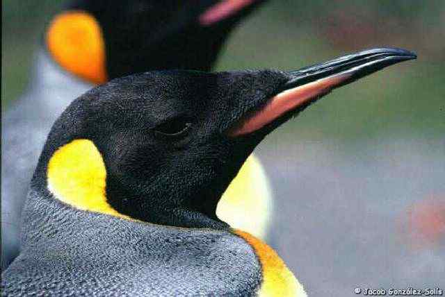 王企鹅(图)欣赏