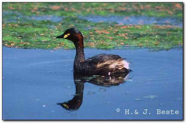 黑喉小鸊鷉介绍