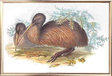 褐几维鸟(图) 褐几维鸟(图)