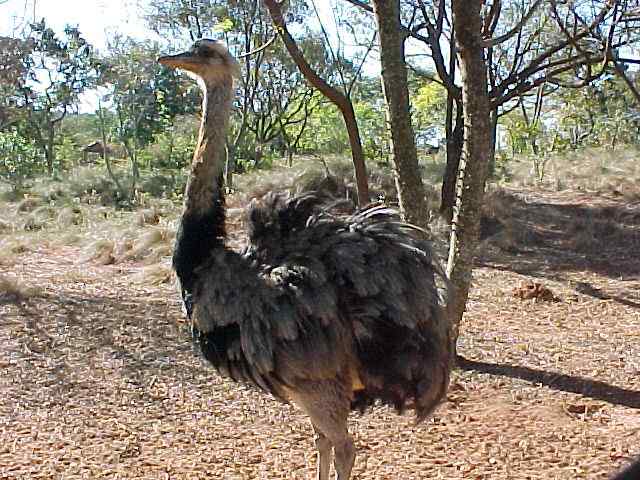大美洲鸵鸟知识