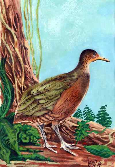 大䳍鸟(图)欣赏