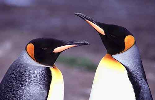 王企鹅相册(8张)